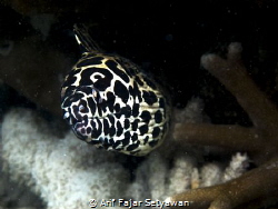 "Beauty from The Sea"
The Spotted Moray Eel, Gymnothorax... by Arif Fajar Setyawan 